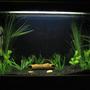 30 gallons planted tank (mostly live plants and fish) - my 3ft tank with 2 pakistani loaches both hiding in the log.