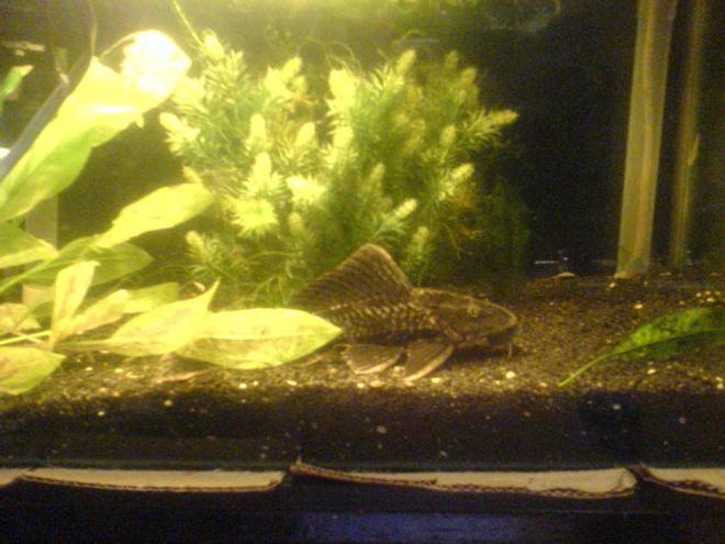 freshwater fish - glyptoperichthys gibbiceps - sailfin pleco (l-83) stocking in 200 gallons tank - pleco