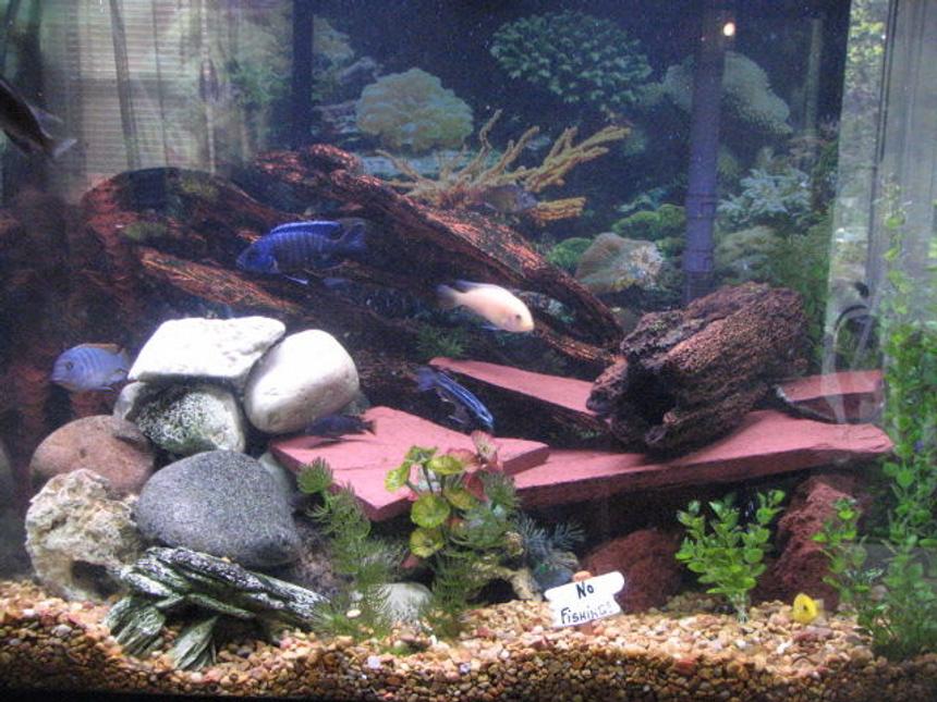 Rated #2581: 56 Gallons Freshwater Fish Tank - nautral tank