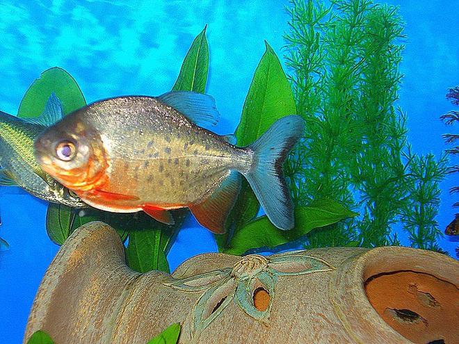 freshwater fish - piaractus brachypomum - red belly pacu stocking in 75 gallons tank - RED BELLY PACU...HE LIKES TO EAT PEANUTS & IS ABOUT 5" LONG. HE IS SPOTTED LIKE A TROUT!