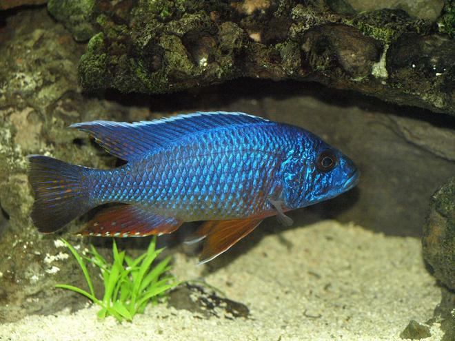 freshwater fish - sciaenochromis fryeri - electric blue hap stocking in 90 gallons tank - Sciaenochromis fryeri