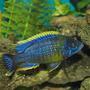 freshwater fish - auloncara sp. stocking in 90 gallons tank - Auloncara sp. Lawanda