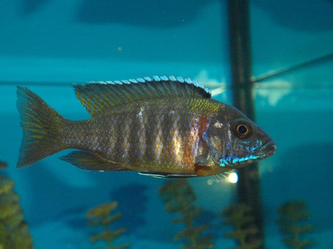 freshwater fish - aulonocara kandeense - blue orchid peacock stocking in 90 gallons tank - Mr.X