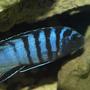 freshwater fish - cynotilapia afra - afra cichlid stocking in 90 gallons tank - Cynotilapia afra