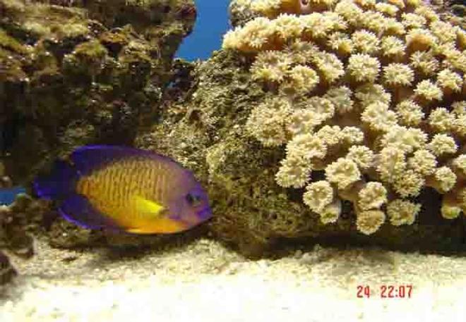 saltwater fish - centropyge bispinosa - coral beauty angelfish stocking in 185 gallons tank - Added a coral Beauty today, Bit unclear about the colour of my galaxia coral, look bleached a little.
