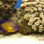 saltwater fish - centropyge bispinosa - coral beauty angelfish stocking in 185 gallons tank - Added a coral Beauty today, Bit unclear about the colour of my galaxia coral, look bleached a little.