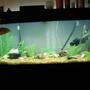 75 gallons freshwater fish tank (mostly fish and non-living decorations) - 75 gallon