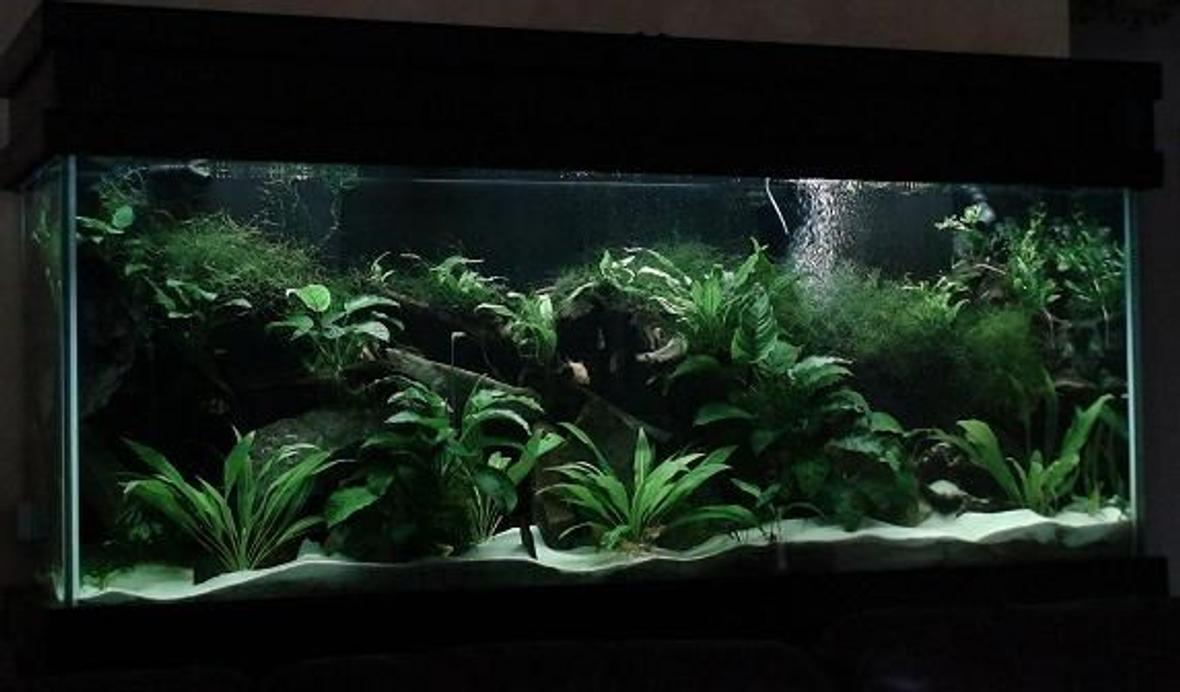 150 gallons planted tank (mostly live plants and fish) - 2yrs in the making!