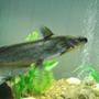 freshwater fish stocking in 75 gallons tank - 10 inch catfish