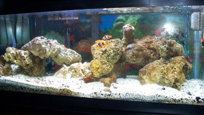 20 gallons saltwater fish tank (mostly fish, little/no live coral) - new live rock 5.08