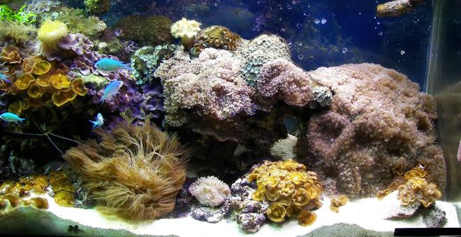 corals inverts - zoanthus sp. - yellow polyps stocking in 125 gallons tank - This is a closer picture of the right side of the tank March 2008