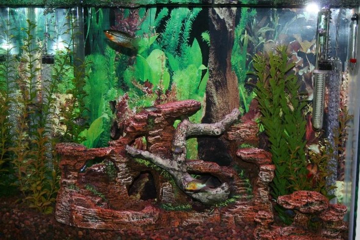 39 gallons freshwater fish tank (mostly fish and non-living decorations) - 39 Gallon Freshwater Tank