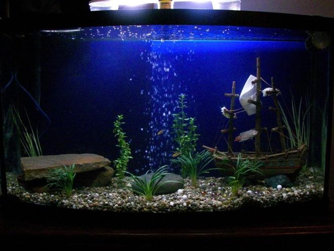 46 gallons freshwater fish tank (mostly fish and non-living decorations) - My new 46gal Bow with a pirate theme.