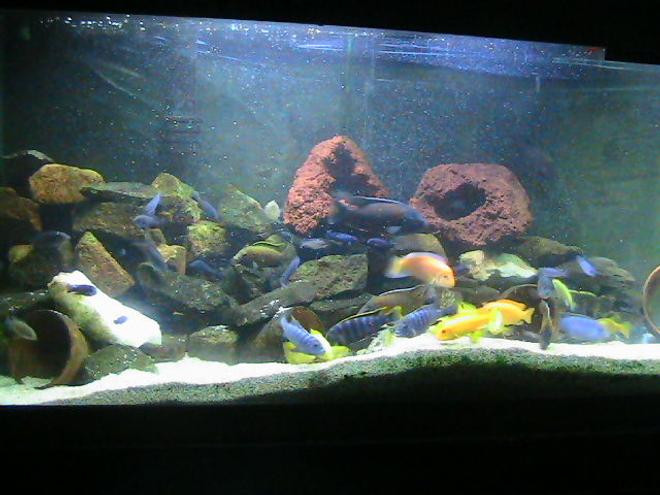 125 gallons freshwater fish tank (mostly fish and non-living decorations) - 125 gal.