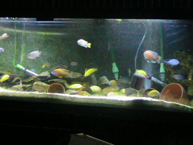 125 gallons freshwater fish tank (mostly fish and non-living decorations) - 125 gal.