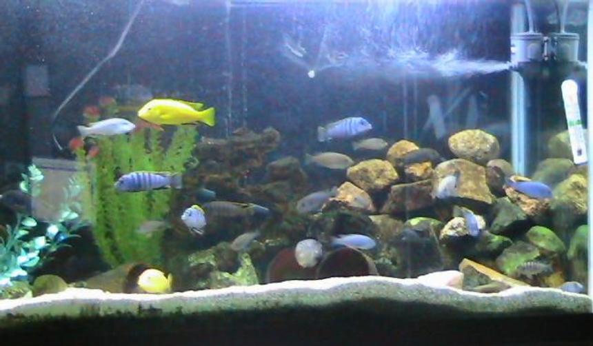 Rated #1691: 125 Gallons Freshwater Fish Tank - 90 gal  Jalo Reef Afra ,Yellow labs &.Demasoni
