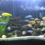 125 gallons freshwater fish tank (mostly fish and non-living decorations) - 90 gal Jalo Reef Afra ,Yellow labs &.Demasoni