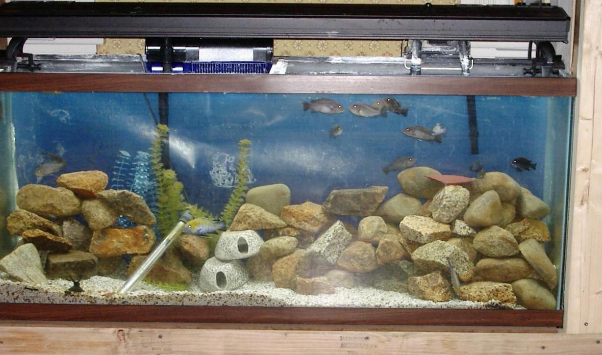 125 gallons freshwater fish tank (mostly fish and non-living decorations) - 55 gal. Afra cobue tank.