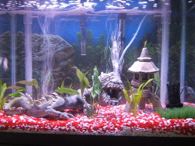 20 gallons planted tank (mostly live plants and fish) - Red and White gravel, Chinese dragon with bubble stone in mouth, bubble stone volcano, undergravel filtration system, breeding grass, tiki statue for prosperity, Bihndi temple, Umbrella Grass, Sword plants, has bulbs planted under gravel, more pictures to come when they grow!