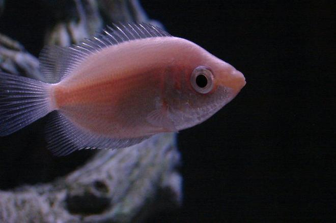 freshwater fish - helostoma temmincki - kissing gourami stocking in 10 gallons tank - My gourami, such a character