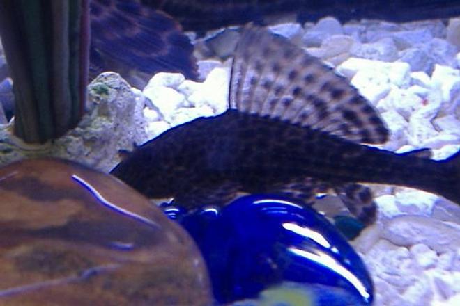 freshwater fish - glyptoperichthys gibbiceps - sailfin pleco (l-83) stocking in 10 gallons tank - Old pic of my plecostamus from when he was a wee thing (1 1/2 inches maybe). You can see the front fin of my old pleco in the background.
