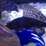 freshwater fish - glyptoperichthys gibbiceps - sailfin pleco (l-83) stocking in 10 gallons tank - Old pic of my plecostamus from when he was a wee thing (1 1/2 inches maybe). You can see the front fin of my old pleco in the background.