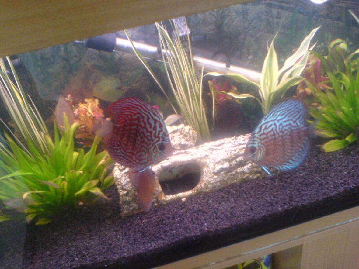 fish tank picture - discus