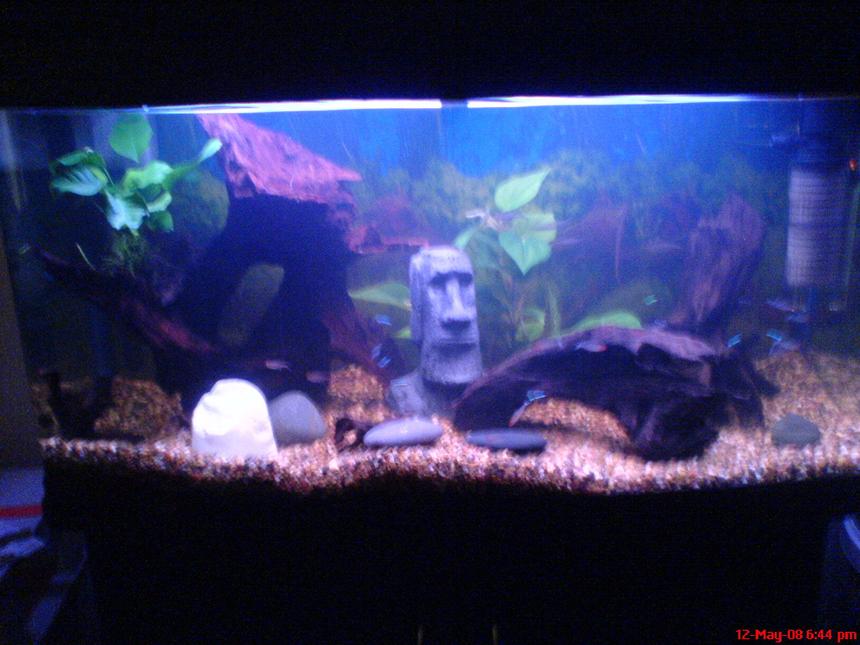 Rated #3441: 50 Gallons Freshwater Fish Tank - My 200L Amazon fish tank