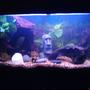 50 gallons freshwater fish tank (mostly fish and non-living decorations) - My 200L Amazon fish tank