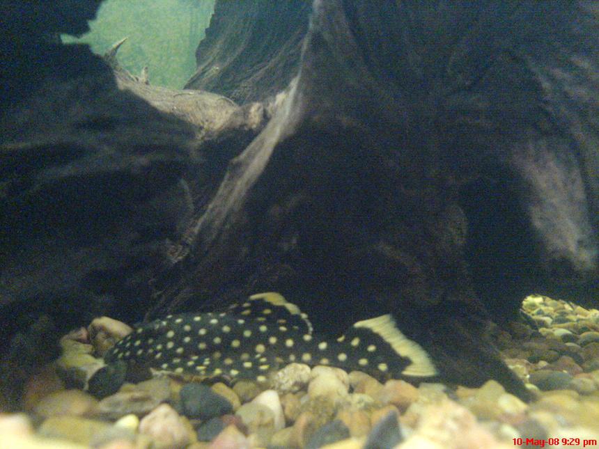 Rated #1578: Freshwater Fish - Baryancistrus Sp. - Gold Nugget Pleco (l-18) Stocking In 50 Gallons Tank - My 5cm L018 Baryancistrus- Gold Nugget Pleco
