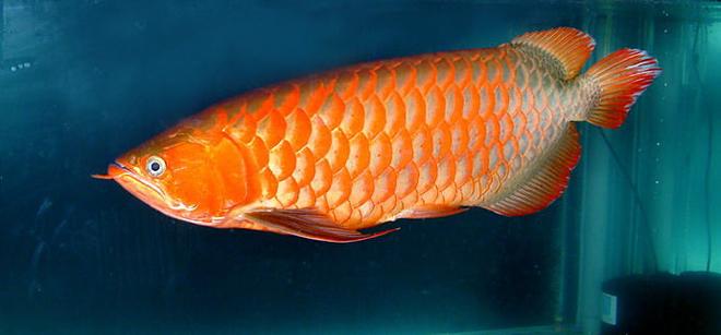 freshwater fish - scleropages jardini - jardini arowana stocking in 150 gallons tank - my favorite fish