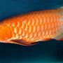 freshwater fish - scleropages jardini - jardini arowana stocking in 150 gallons tank - my favorite fish
