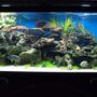 90 gallons freshwater fish tank (mostly fish and non-living decorations) - my African tank (re-configurated)