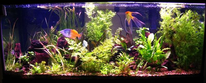 75 gallons planted tank (mostly live plants and fish) - 2nd try