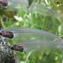 freshwater fish - kryptopterus bicirrhis - ghost glass cat stocking in 30 gallons tank - I think God forgot to give them skin !