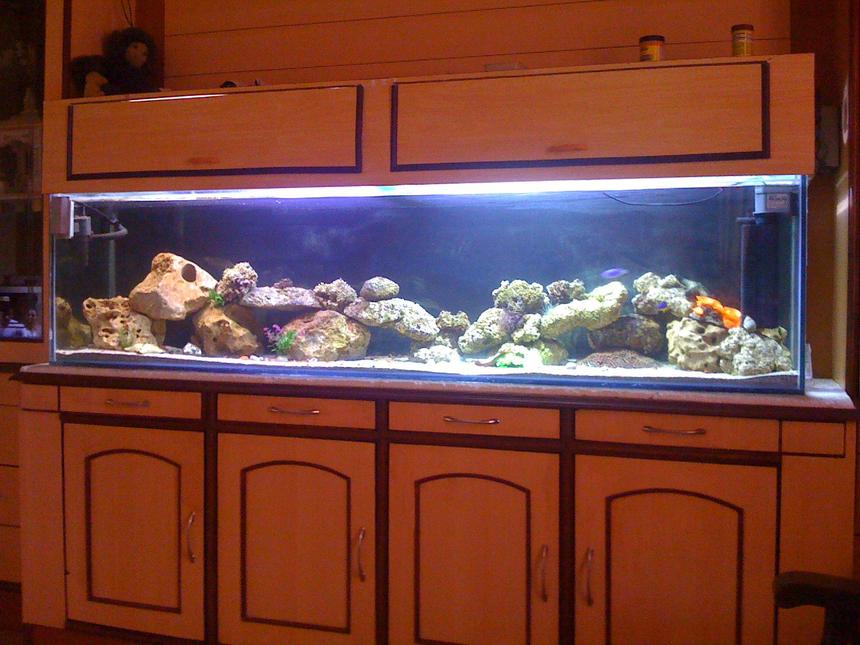 Rated #33: 100 Gallons Saltwater Fish Tank - New setup