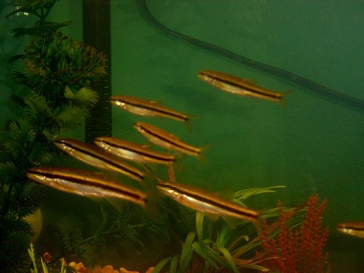 10 gallons freshwater fish tank (mostly fish and non-living decorations) - school of black nosed dace