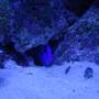 saltwater fish - paracanthurus hepatus - blue tang stocking in 90 gallons tank - Blue Hippo Tang playing peek-a-boo