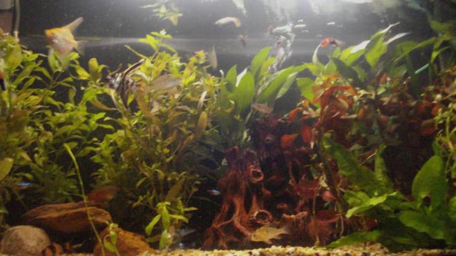 33 gallons freshwater fish tank (mostly fish and non-living decorations) - stage 2 of my tank new plants starting to get the look im searchin for