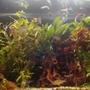 33 gallons freshwater fish tank (mostly fish and non-living decorations) - stage 2 of my tank new plants starting to get the look im searchin for
