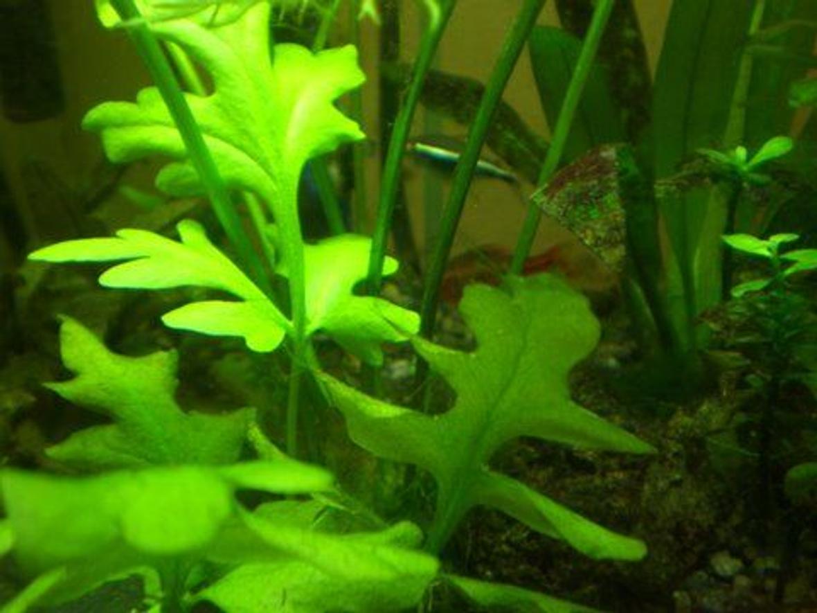 15 gallons freshwater fish tank (mostly fish and non-living decorations) - I can't name this plant but it shot up and appeared almost overnight after I set up my CO2 machine!