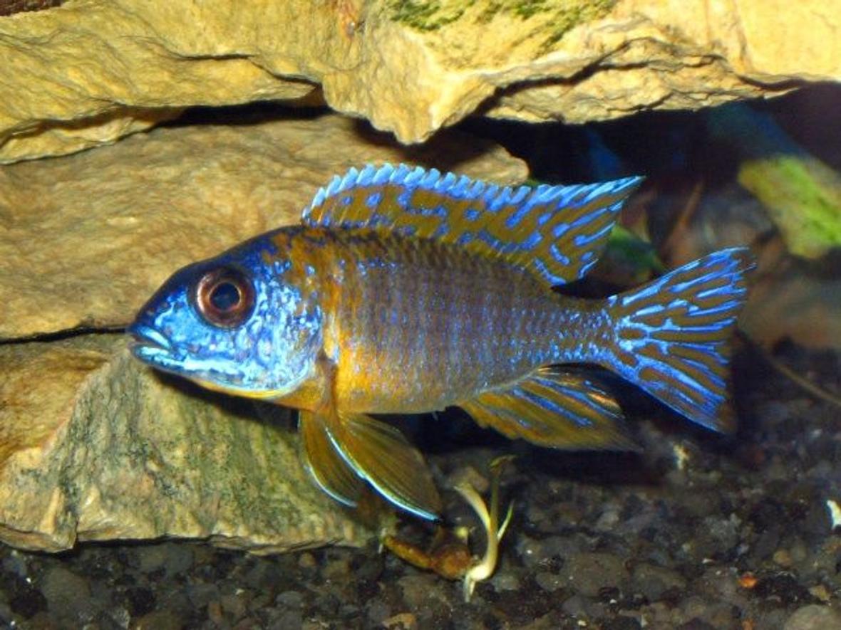 freshwater fish - aulonocara rubescens - ruby red peacock stocking in 75 gallons tank - sold as a german red peacock,this fish is just over 2 inches in this photo.