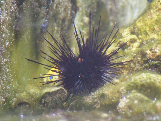 corals inverts - diadema setosum - longspine urchin, black stocking in 80 gallons tank - Not something you would like to hug