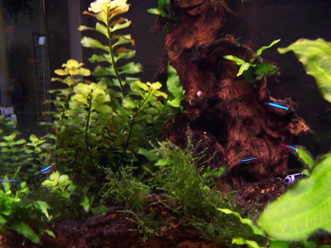 30 gallons freshwater fish tank (mostly fish and non-living decorations) - Planted Tank
