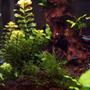 30 gallons freshwater fish tank (mostly fish and non-living decorations) - Planted Tank