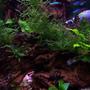 30 gallons freshwater fish tank (mostly fish and non-living decorations) - Planted tank