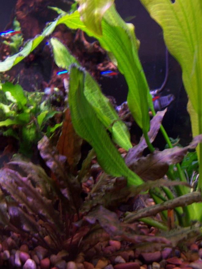 30 gallons freshwater fish tank (mostly fish and non-living decorations) - Planted tank