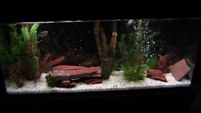 55 gallons planted tank (mostly live plants and fish) - My 55g