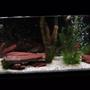 55 gallons planted tank (mostly live plants and fish) - My 55g