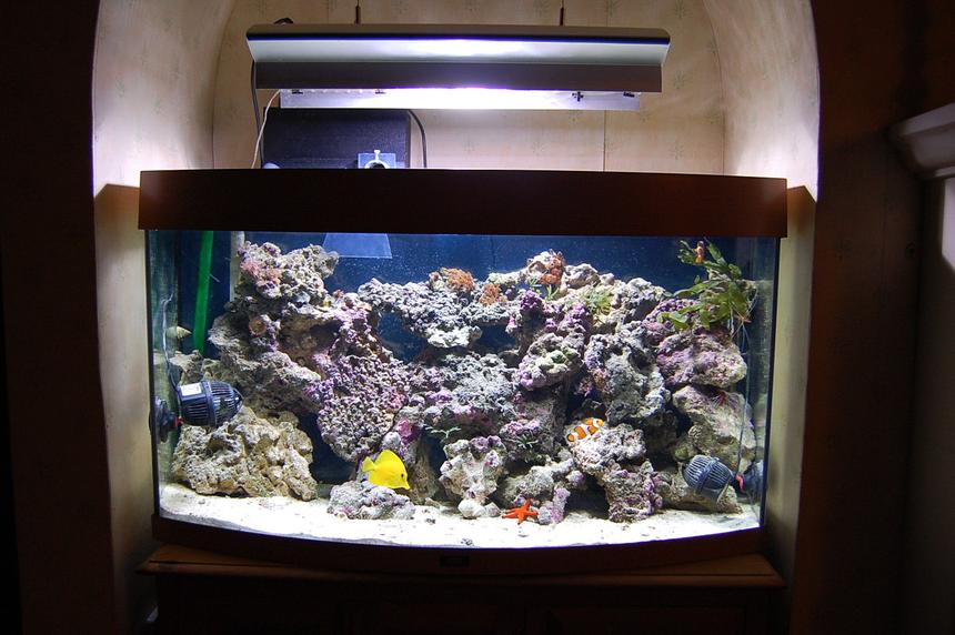 Rated #1: 40 Gallons Saltwater Fish Tank - Latest Picture of my Reef setup